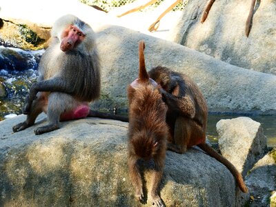 Old world monkey monkey sit