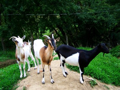 Goats domestic animals benefit animals