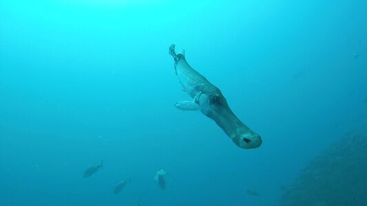 Marine underwater wildlife