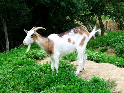 Goat bearded domestic animal