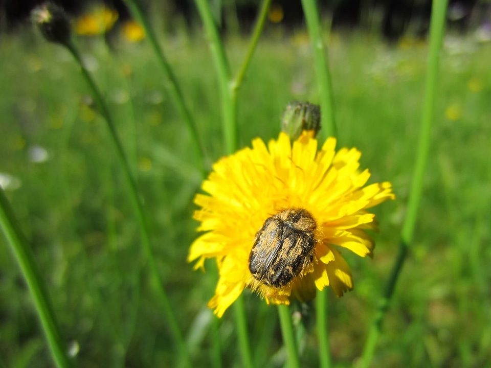 Yellow flower blossom bloom