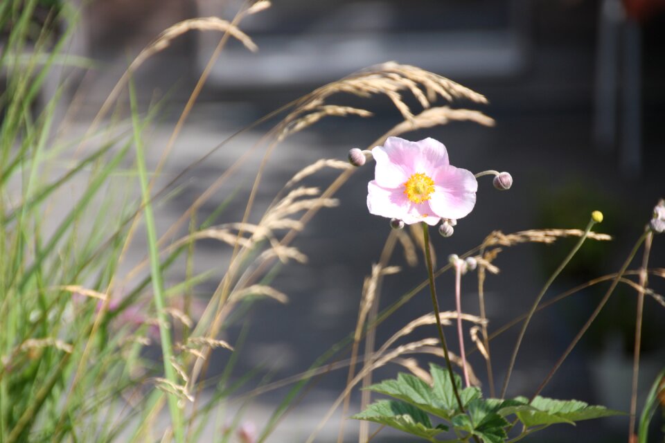 Summer plant grasses