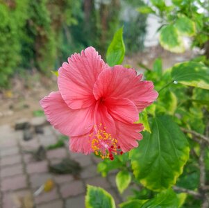 Bloom flower green