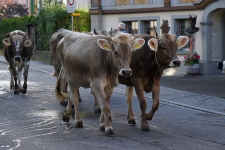 Cows bruchtum tradition
