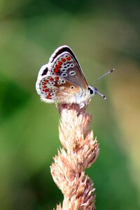 Nature wildlife lepidoptera