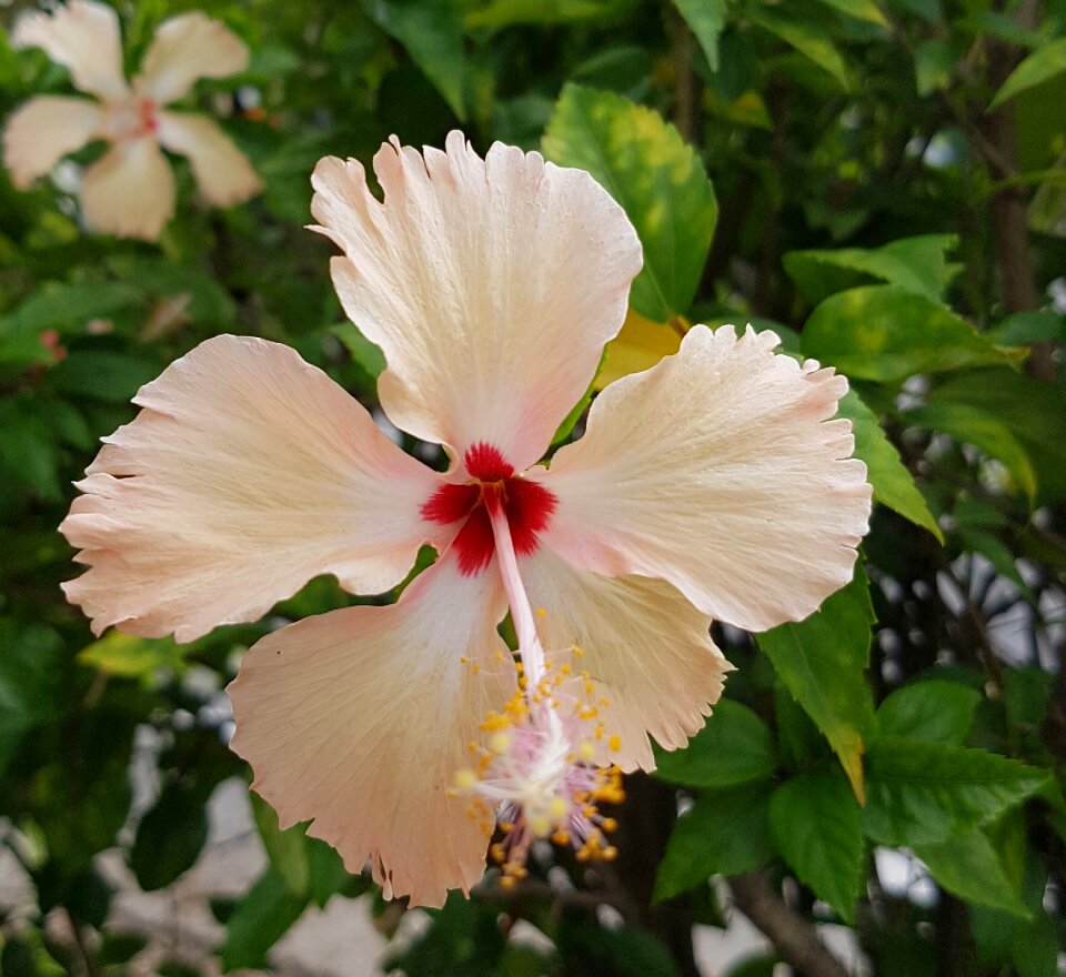 Bloom tropical bright