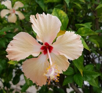Bloom tropical bright