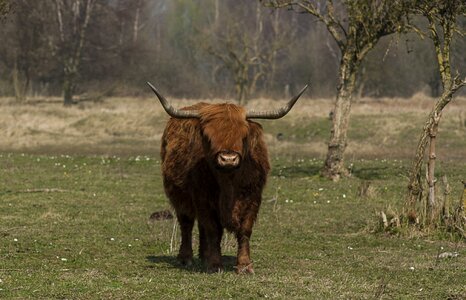 Scottish highlander wild horns