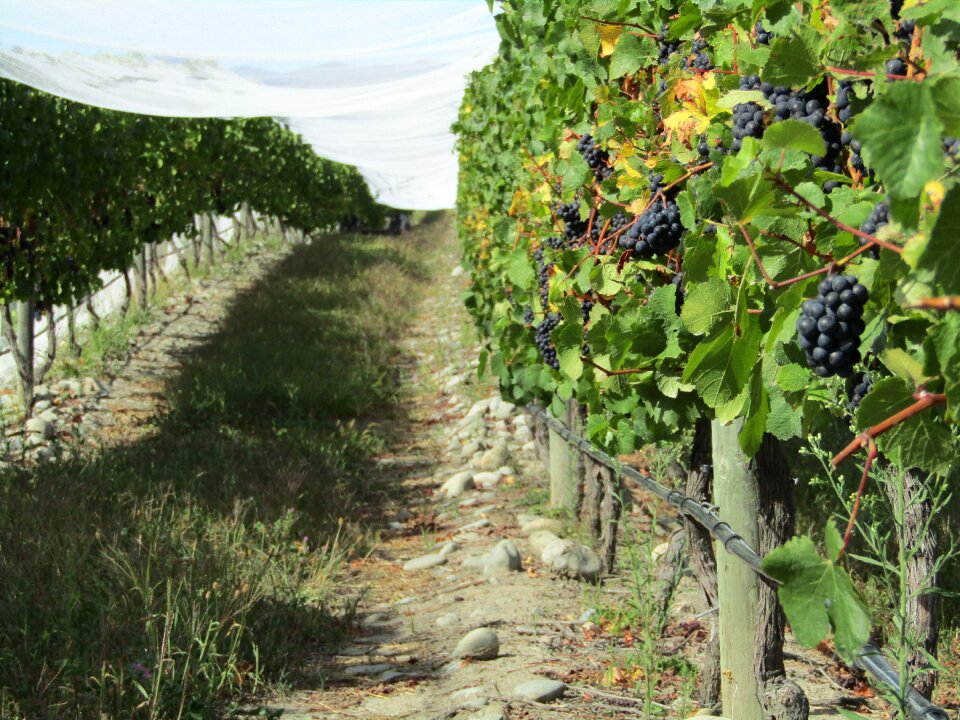Winery wine grapevine