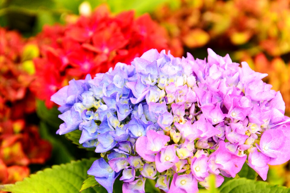 Flower plant colored