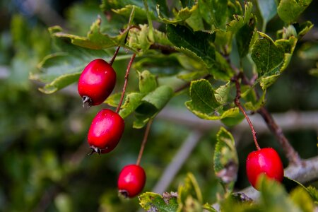 Plant berries sammelfrucht photo