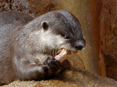Food animal zoo