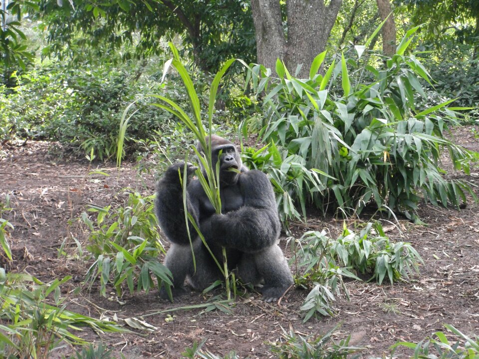 Animal mammal jungle