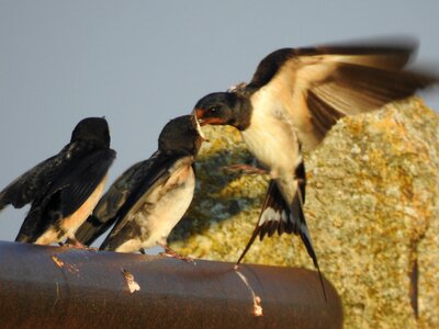 Nature mouthful chicks photo