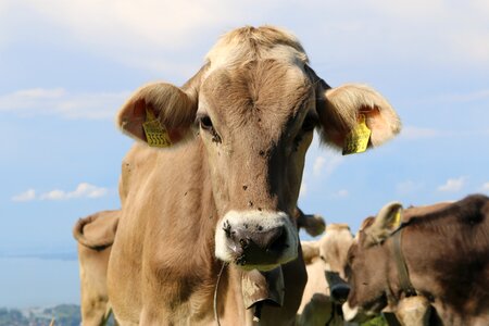 Animals cows agriculture