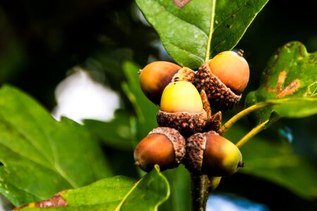 Autumn nature tree fruit photo