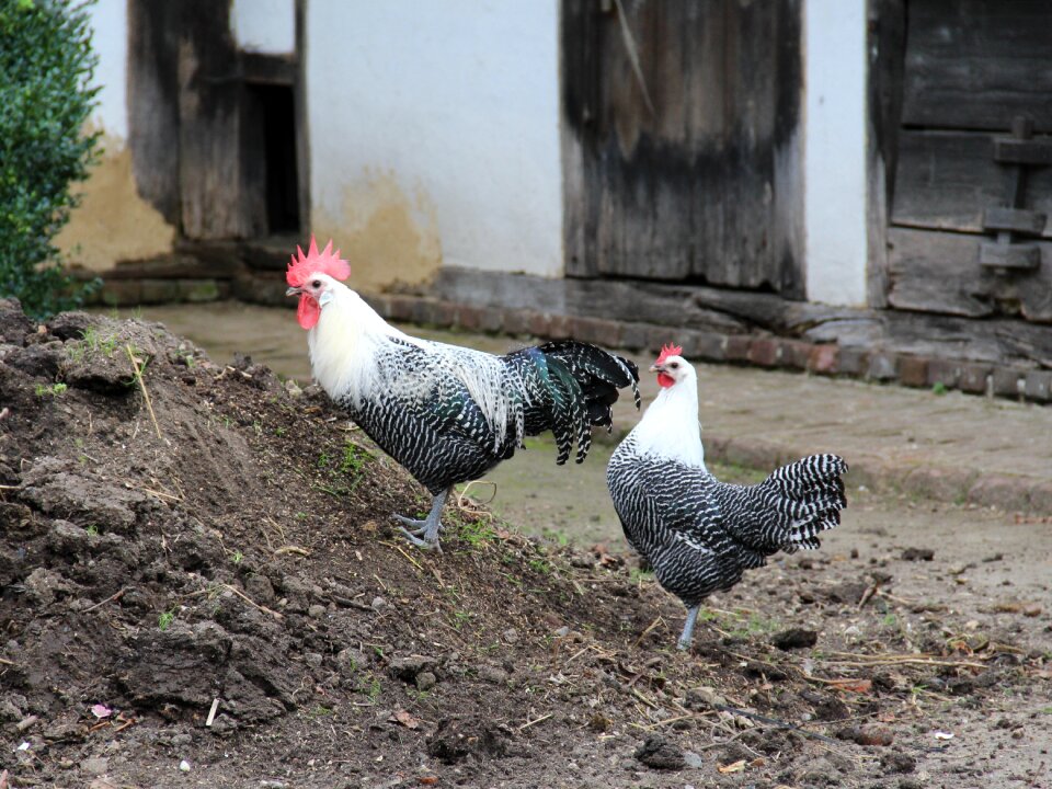Chicken brakel old farm