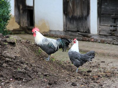 Chicken brakel old farm photo