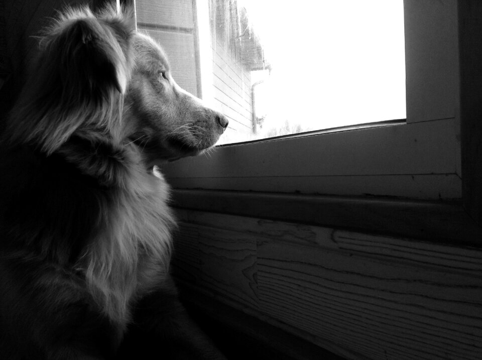 Animals window expect