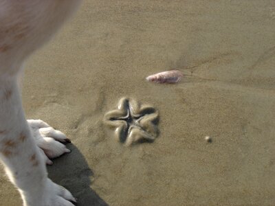 Dog starfish sand photo
