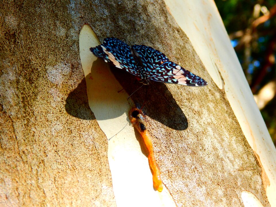 Nature sap wings