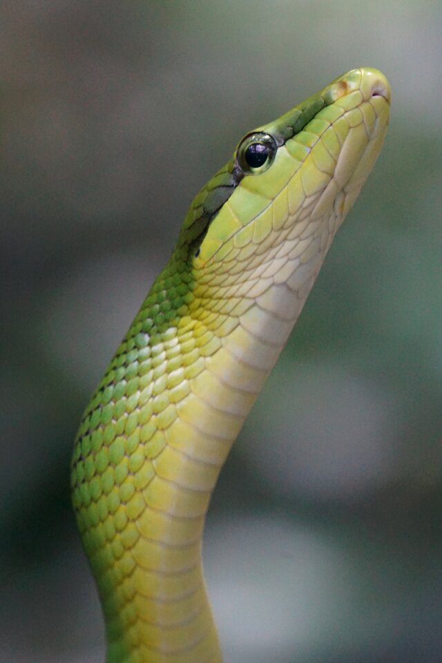 Green snakes reptile
