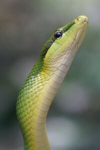 Green snakes reptile