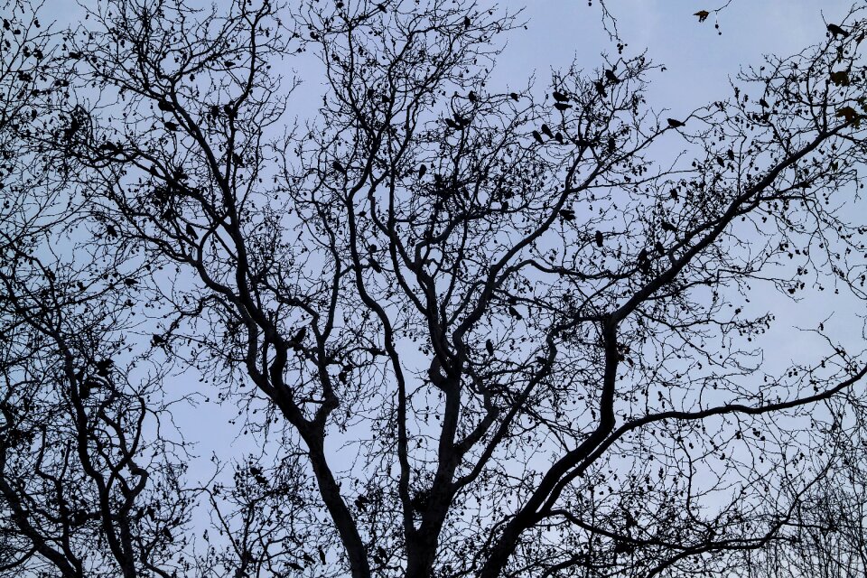 Blue nature turkey
