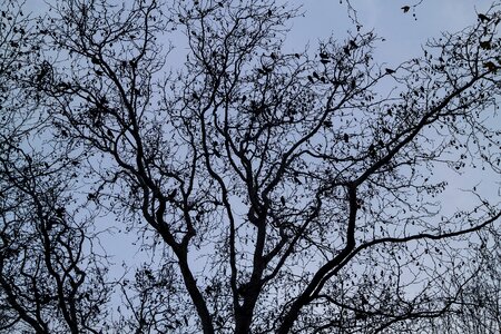 Blue nature turkey photo