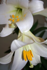 Lily floral plant photo