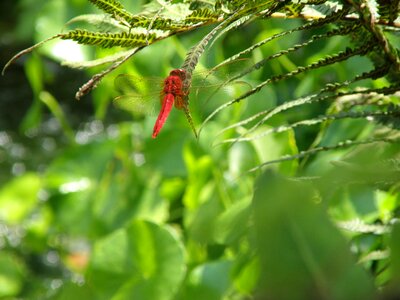 Insects fern green