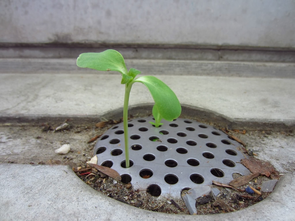 Channel sunflower miracle