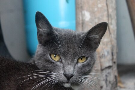 Grey big-eared cat face