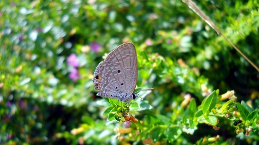 The butterfly closeup beautiful butterflies
