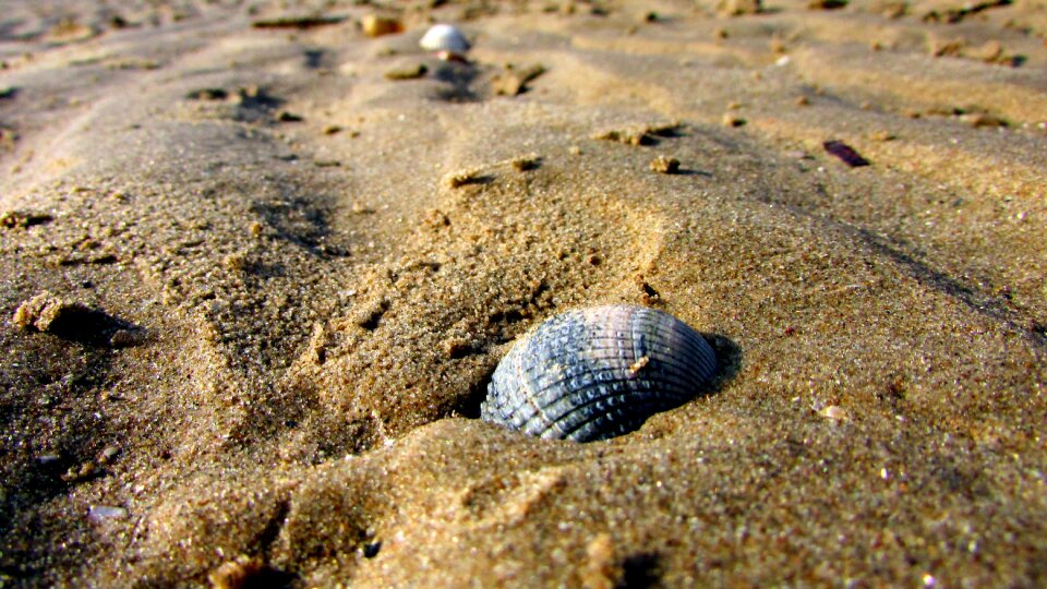 Sea summer seashell photo