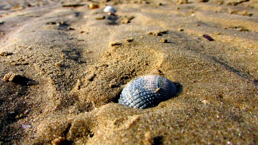 Sea summer seashell