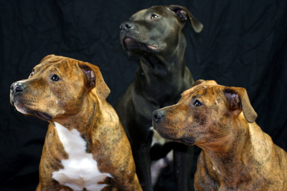Photoshoot friendship happy dog
