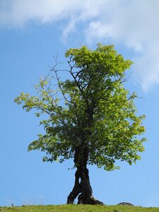 Old tree green tree nature photo