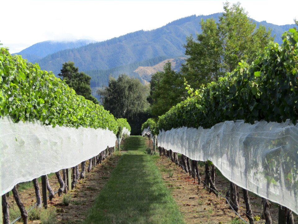 Mountains vine viticulture