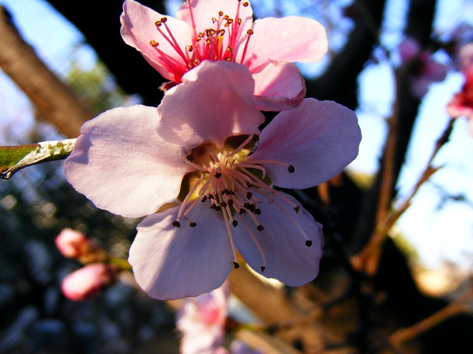 Pink flower