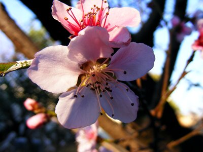 Pink flower photo