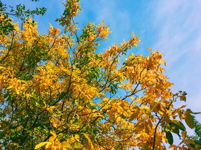 Golden autumn nature landscape photo