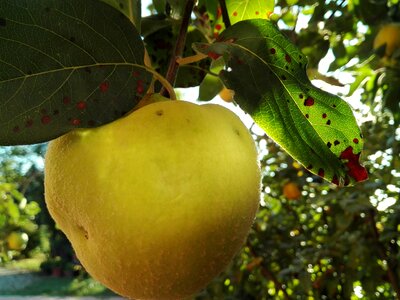 Autumn mature leaves