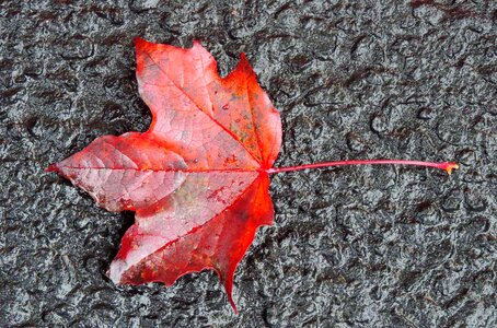 Red leaves ground photo