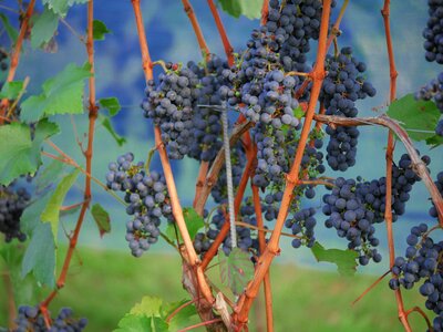 Winegrowing red wine photo