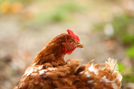 Hybrid chicken head portrait