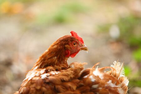 Hybrid chicken head portrait photo