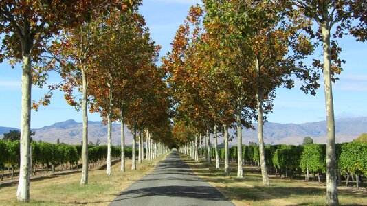 Vineyard new zealand scenic