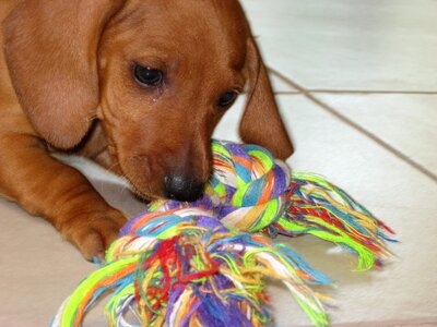 Sausage dog pet