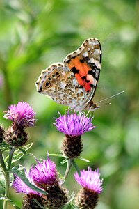 Nature wildlife spring